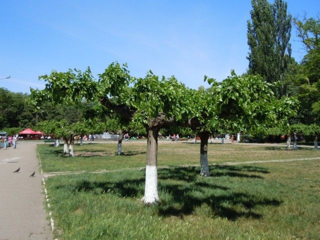Формирование кроны шелковицы в парковой зоне