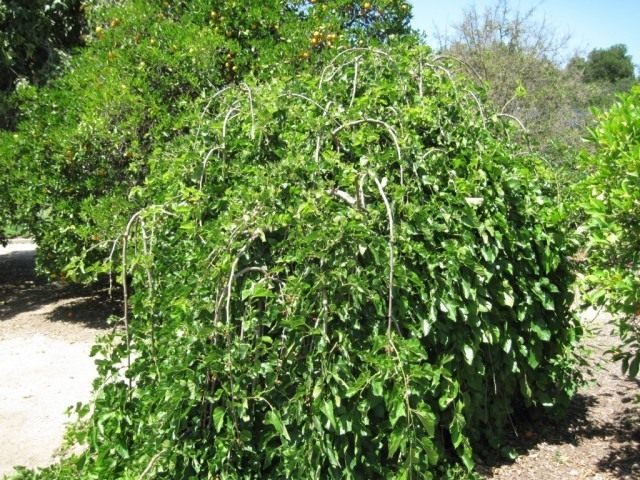 Плакучая форма шелковицы
