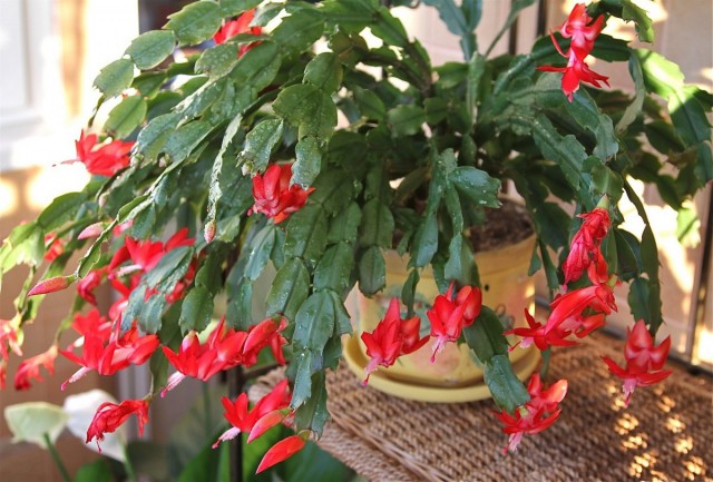 Как добиться обильного цветения шлюмбергеры в домашних условиях