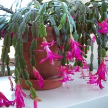 Шлюмбергера Бакли (Schlumbergera х bucklei) Цветение сорта Шлюмбергера Бакли