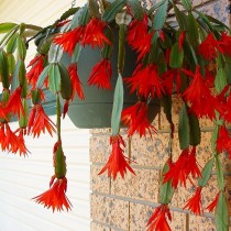 Шлюмбергера Гартнера (Schlumbergera gaertneri) Крупный план цветка шлюмбергеры Гартнера