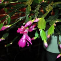 Шлюмбергера русселиана (Schlumbergera russelliana) Побеги шлюмбергеры русселиана