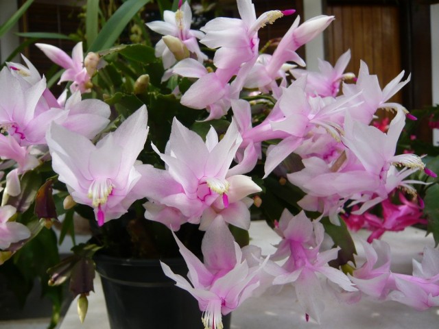 Шлюмбергера усеченная (Schlumbergera truncata) Шлюмбергера усеченная в период бутонизации