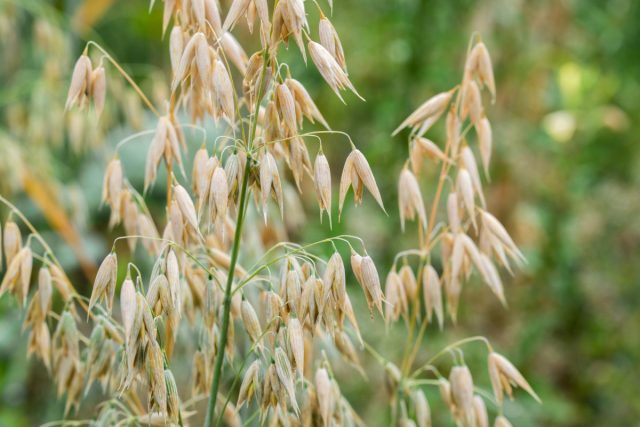 Овес посевной (Avena sativa) – идеальная культура для сухих и истонченных почв