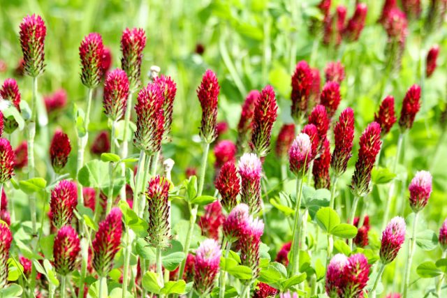 Сеять пунцовый клевер (Trifolium incarnatum) можно в любое время, начиная с конца августа и до ноября, пока температура не начнет опускаться ниже 4°С