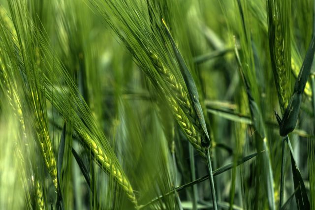 Ячмень обыкновенный (Hordeum vulgare) является одной из самых доступных и высокоэффективных покровных культур