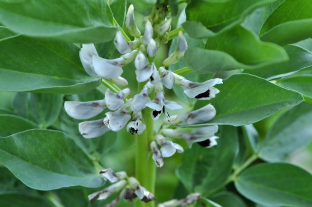 Боб садовый (Vicia faba) является холодостойкой покровной культурой, известной своей способностью аэрировать почву и обогащать ее азотом