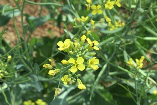 Горчица белая (Sinapis alba) также относится к категории полузимостойких культур из-за способности выращивать длинные корни, проникающие в плотную почву