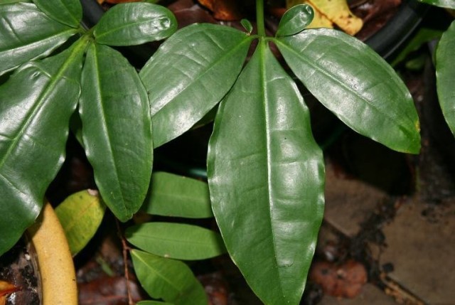 Сингониум ушковидный (Syngonium auritum) Сингониум ушковидный