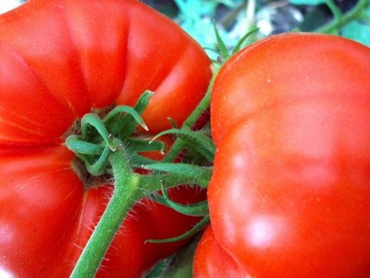 Здоровый куст томата с плодами