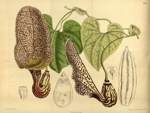 Цветок Aristolochia lawrenceae