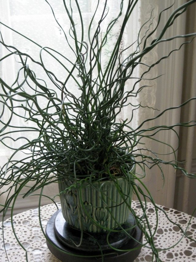 Здоровый куст ситника в горшке