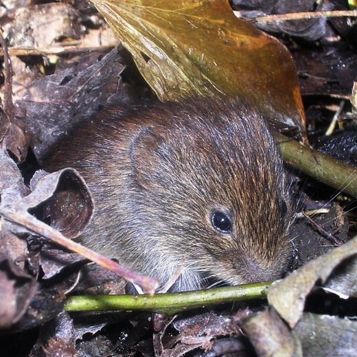 Грызуны (Rodent) Виды грызунов на садовом участке