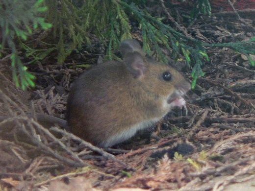 Грызуны (Rodent) Методы борьбы с грызунами на даче