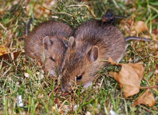 Грызуны (Rodent) Ультразвуковой отпугиватель грызунов