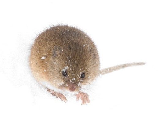 Грызуны (Rodent) Борьба с грызунами в саду