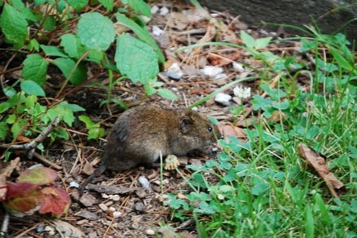 Грызуны (Rodent) Результаты борьбы с грызунами