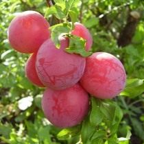 Слива сорта Скороспелка красная