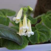 Смитианта многоцветковая (Smithiantha multiflora) Смитианта многоцветковая в период цветения