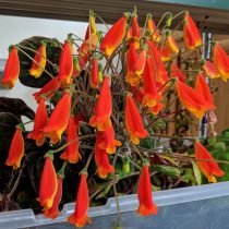 Смитианта полосатая (Smithiantha zebrina) Листья смитианты полосатой