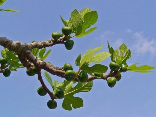 Исторические изображения фигового дерева в культуре разных народов