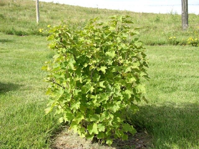 Корневая система куста смородины