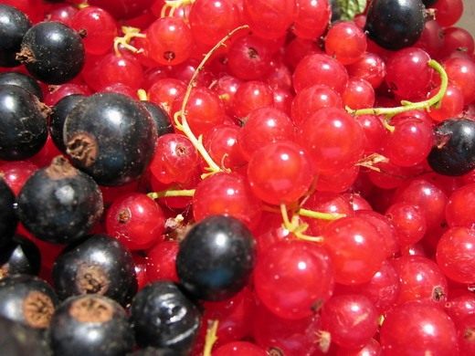 Сравнение ягод черной и красной смородины