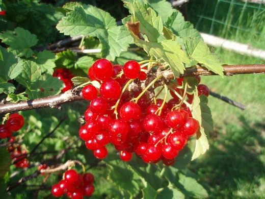 Сбор урожая красной смородины