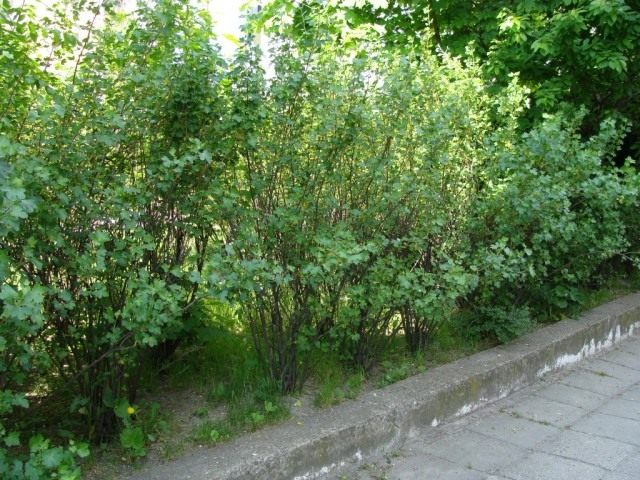Саженец золотистой смородины