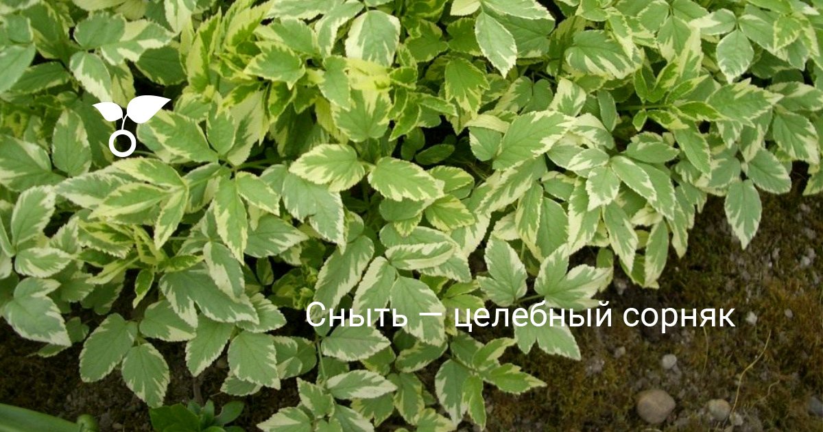 Сныть как целебный сорняк и методы борьбы с его разрастанием