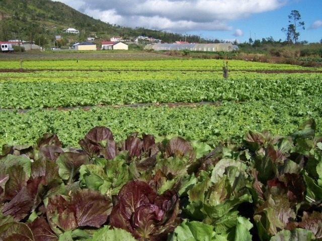 Урожай салата на грядке