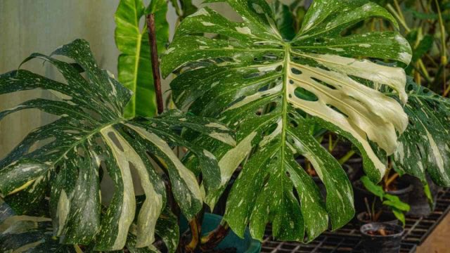 Ichki makonda Monstera Tailand yulduz turkumi