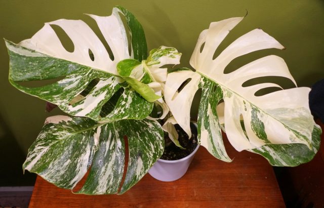 Monstera borsiganii barglarini taqqoslash