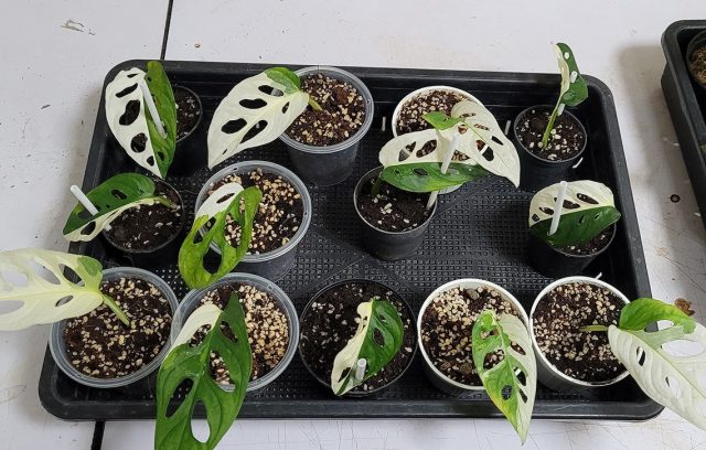 Monstera adanson bargi