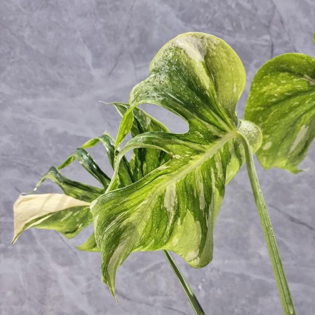 Medusa xilma-xilligi