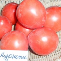 Томат «Курносик