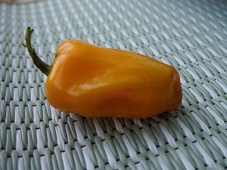 Перец сладкий «Мохаук гольд» (Capsicum annuum ‘Mohawk Gold F1’)