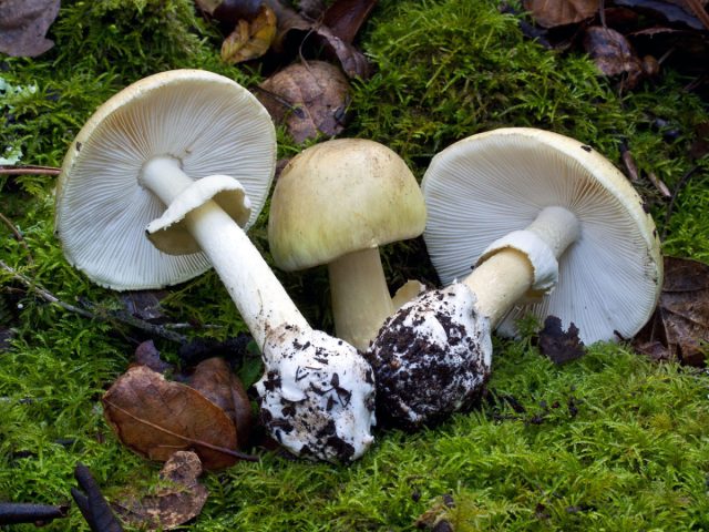 Мухомор зелёный, или бледная поганка (Amanita phalloides). Бледная поганка — самый опасный гриб