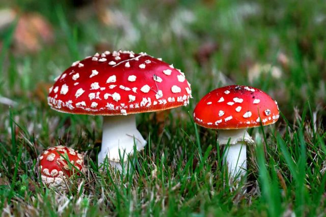 Мухоморы (Amanita). Мухомор красный — характерные признаки