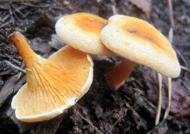 Говорушка оранжевая, также известна под названиями ложная лисичка, гигрофоропсис оранжевый (Hygrophoropsis aurantiaca). Ложная лисичка (говорушка оранжевая)