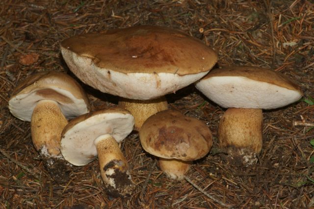 Желчный гриб (Tylopilus felleus). Желчный гриб — признаки отличия