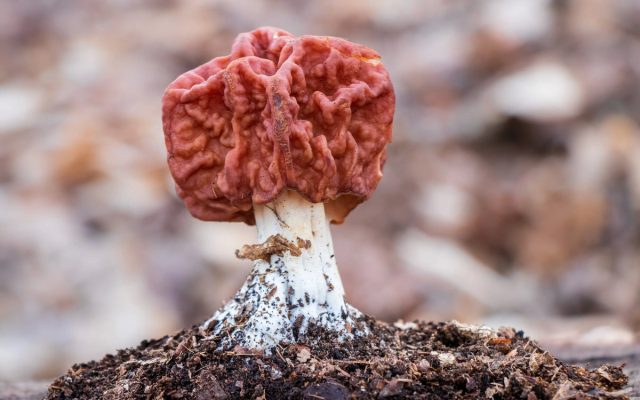 Строчки (Gyromitra). Строчки — ядовитые грибы