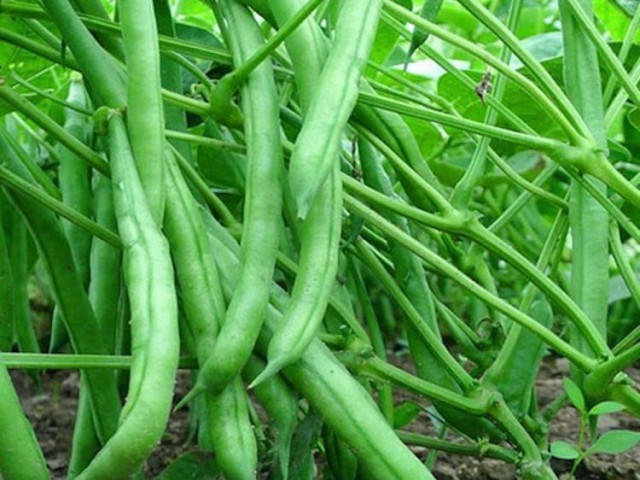 Стручковая кустовая фасоль «Нагано» Стручковая кустовая фасоль «Нагано