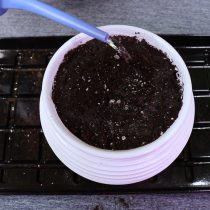 Финальный полив после пересадки