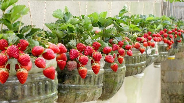 Выбор объема горшка для выращивания клубники дома