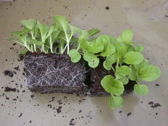 Способы и условия выращивания качественной рассады овощных культур