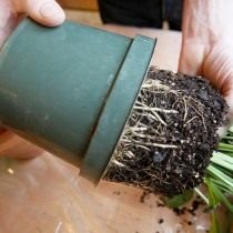 Извлечение растения из горшка для осмотра корней