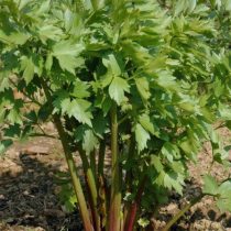 Любисток лекарственный (Levisticum officinale), сорт «Лидер» Любисток лекарственный (Levisticum officinale), сорт «Лидер»