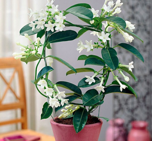 Стефанотис обильноцветущий (Stephanotis floribunda) Соцветие стефанотиса обильноцветущего