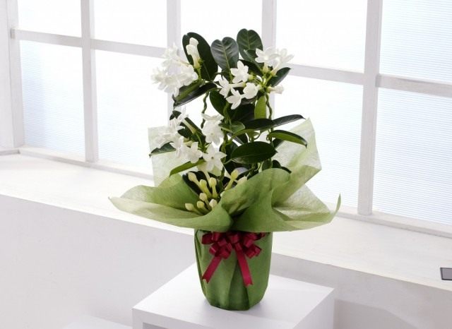 Стефанотис обильноцветущий (Stephanotis floribunda) Цветущий стефанотис обильноцветущий